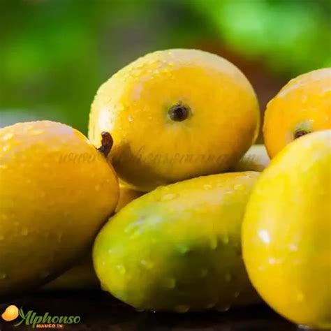 Authentic Gir Kesar Mango | Buy Talala Kesar Keri Online – AlphonsoMango.in