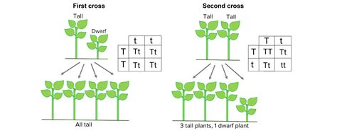 Image result for Inheritance Questions