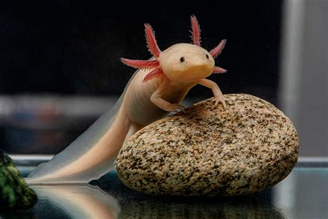 Axolotl Desktop Wallpaper - EnWallpaper