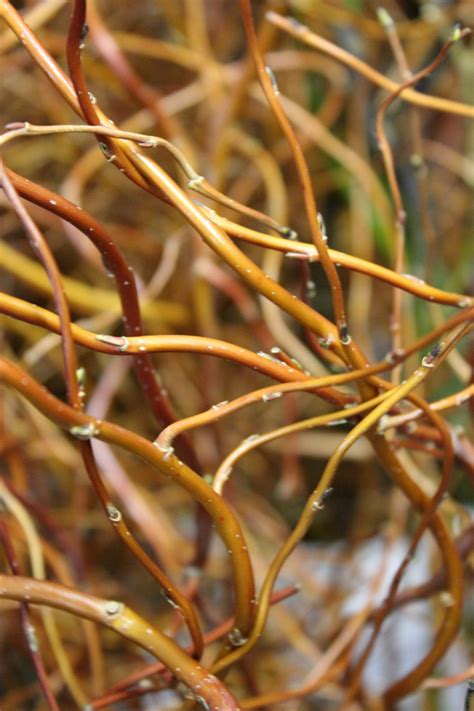 Curly Willow Branches | Stevens and Son Wholesale Florist