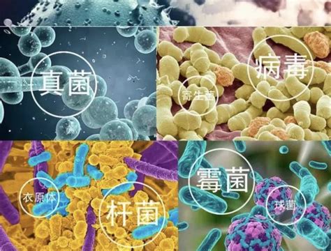 【生物课】细菌与病毒的区别