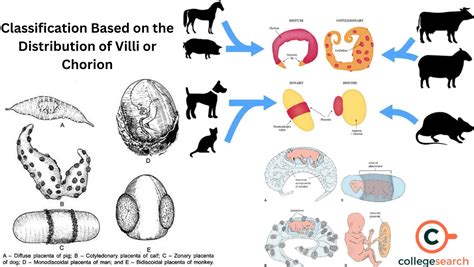 Comprehensive Types of Placenta: Definitions, Functions & Histology 2025