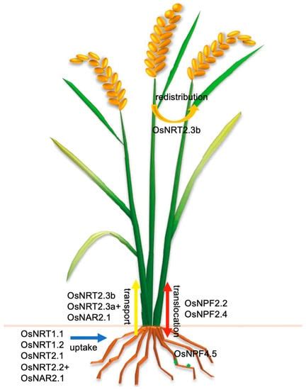Molecular Regulatory Networks for Improving Nitrogen Use Efficiency in Rice