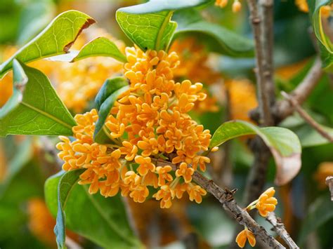 How Does Osmanthus Smell Like