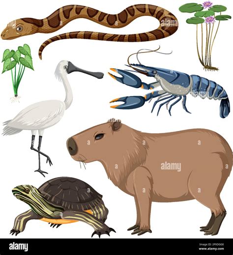 Various Wetland Animals Collection illustration Stock Vector Image ...