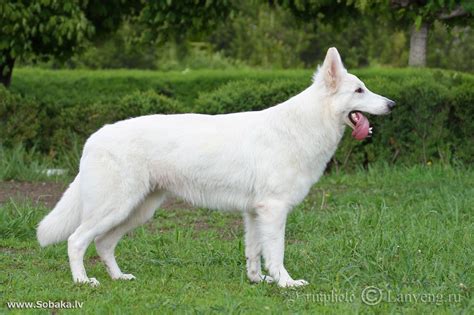 American/Canadian White Shepherd AKA White German Shepherd