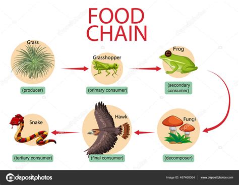 What Eats A Frog In A Food Chain at Bernadette Williams blog
