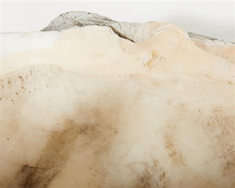 Image result for Large Clam Shells