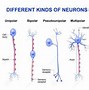 neuron 的图像结果