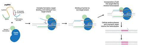 Image result for CRISPR Tutorial