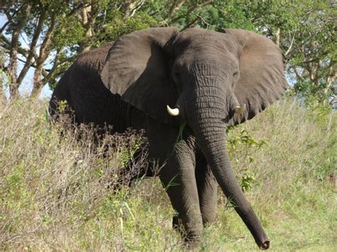 Customer reviews of Bonamanzi Game Reserve, , Hluhluwe