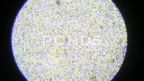 Sperm Cell Under Light Microscope