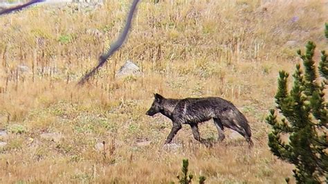 Wolves California 的图像结果