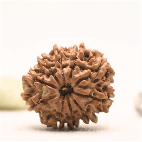 10 Mukhi Nepali Rudraksha - Regular – Adiyogi Rudraksh & Adiyogi Gemstones
