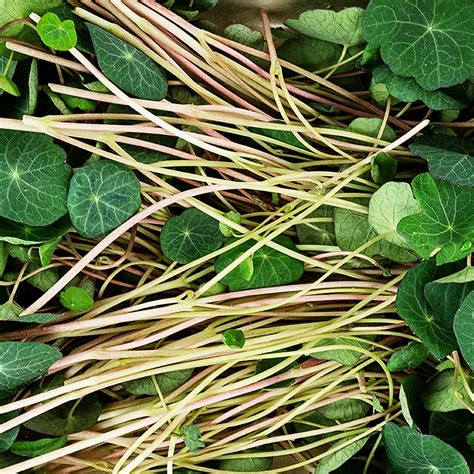 embalado com microgreens KapuchinerVerdes, folhas / mudas escuras e ...