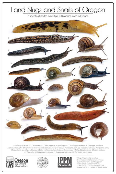 Are Snails Bugs at Declan Thwaites blog