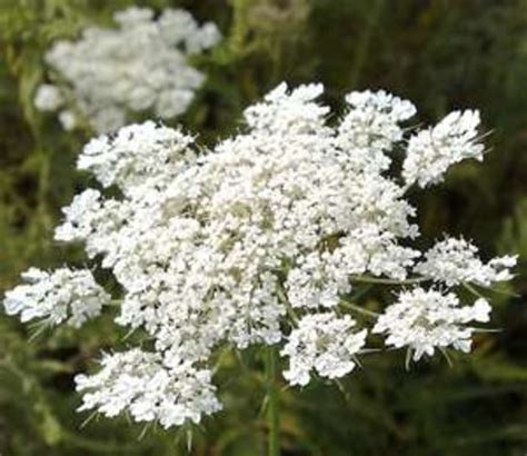 How to Identify Queen Anne's Lace (Wild Carrot) | Dengarden