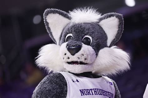 University of Illinois Fighting Illini Mascot Kingfisher Northwestern ...