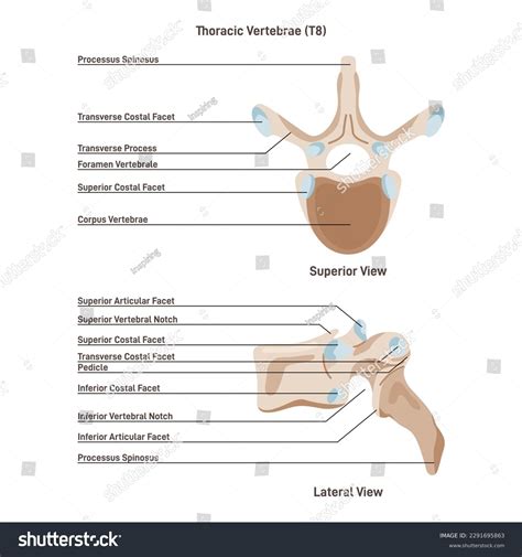 Thoracic Vertebrae Costal Facets