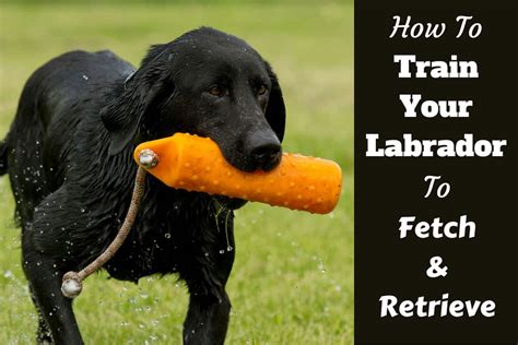 Image result for Training Retrieving Dogs