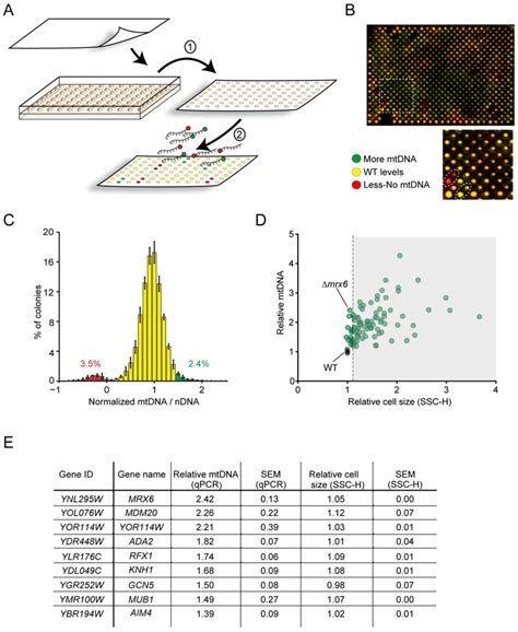 Image result for Forward Genetic Screen
