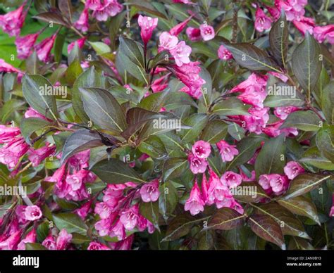 Dark horse hi-res stock photography and images - Alamy