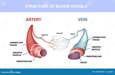 Healthy Artery and Vein Anatomy, Layers of Arteries and Veins, Medical Illustration Stock Vector ...