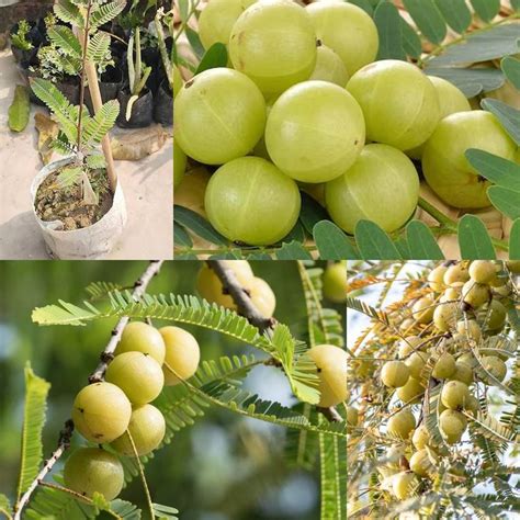 Cloud Farm Amla Plant Price in India - Buy Cloud Farm Amla Plant online ...