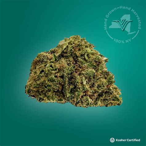 Vanilla Frosting Strain: A Sweet Hybrid Treat | Vireo Health