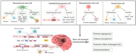 The Role of Stem Cells as Therapeutics for Ischaemic Stroke