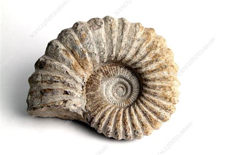 Nautilus Fossil - Stock Image - C012/9000 - Science Photo Library