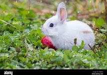 Image result for Spring+Baby+Bunnies