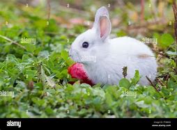 Image result for Fed Baby Bunnies Wild