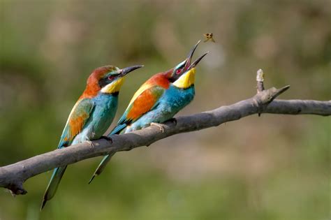 Wiki Commons 的图像结果