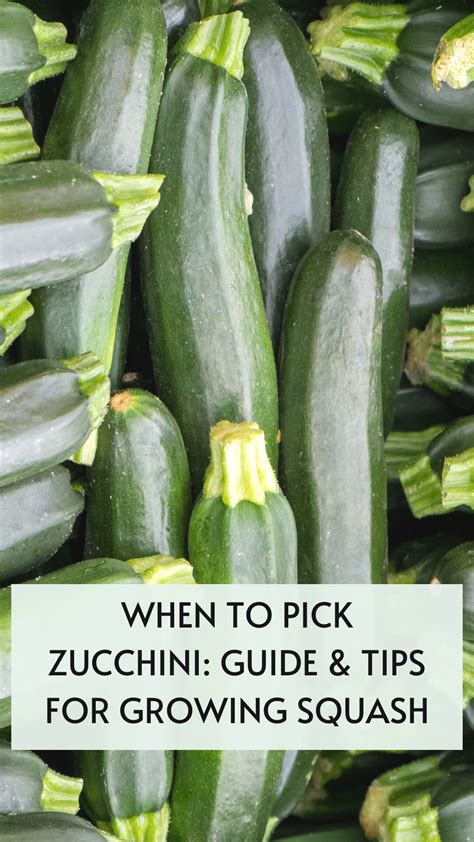 What Size To Pick Zucchini at Oliver Lake blog