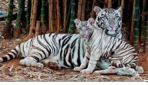 Arignar Anna Zoological Park (Chennai) - 2019 What to Know Before You ...