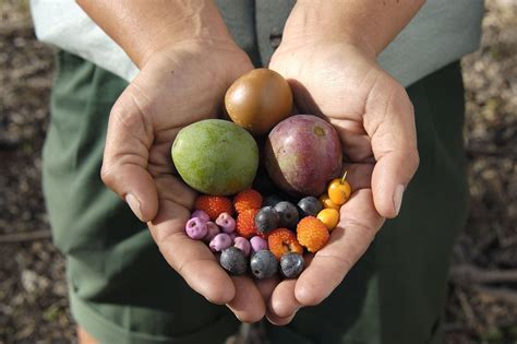 Unveil the Culinary Treasures of Australia: A Visual Feast of Native Food Delights
