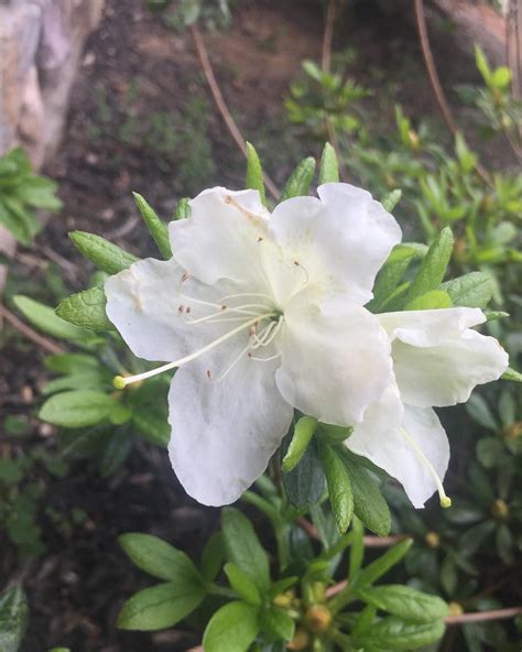 Delaware White Valley Azalea