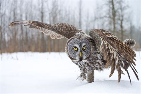 10 Fascinating Facts About Owls