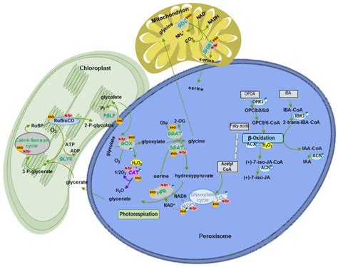 Multilevel Regulation of Peroxisomal Proteome by Post-Translational ...