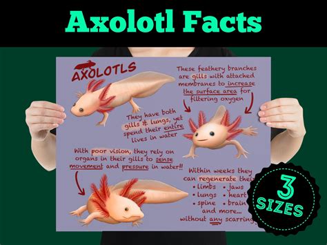 Axolotl Facts
