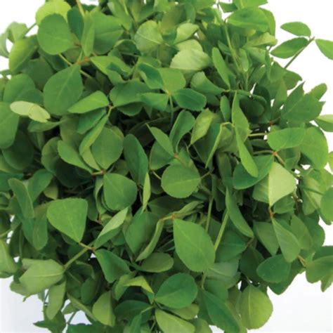 Methi Kasuri Seed (100 Seeds) (Home & Garden) – Hug A Plant