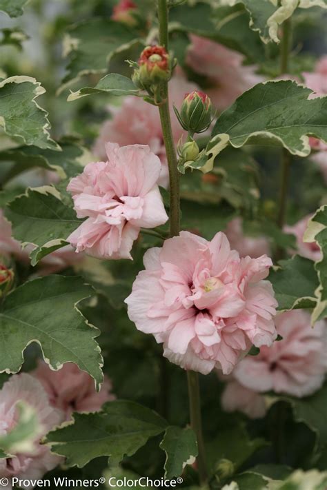 Rose of Sharon: How to Grow and When to Prune | HGTV