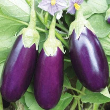Aro Brinjal purple long, Brinjal, Eggplant Seed Price in India - Buy ...