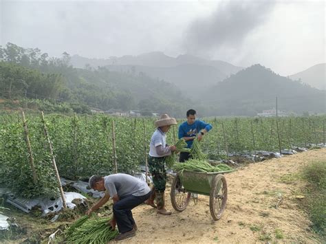 荒地长出“金豆豆”！珠海工作队助三圩村发展豇豆种植产业