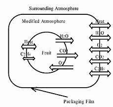 Modified Atmosphere Packaging Thesis by Schematic Concept Of Modified Atmosphere Packaging Modified Atmosphere Packaging Thesis