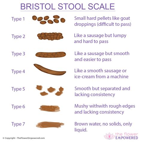 Escala De Bristol Bristol Stool Chart