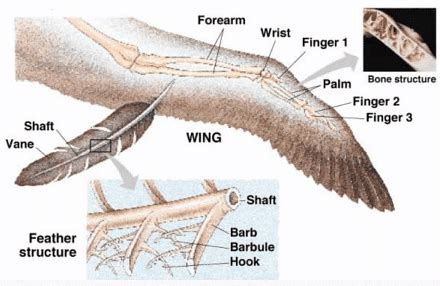 Aves: Flight Adaptions - Zoology Optional Notes for UPSC PDF Download