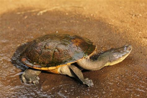 Image result for Turtle Color