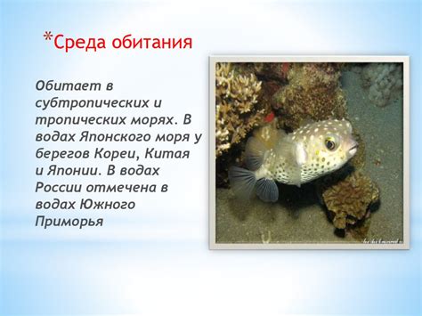 Бурый скалозуб (рыба Фугу) - презентация онлайн